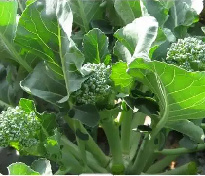 German Cheapest Price Frozen Broccoli Fast Delivery Natural IQF Frozen Fresh Broccoli Frozen Green Broccoli Spears