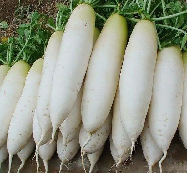 Cheap Price Market Naturally Grown and Wisely Picked Radish