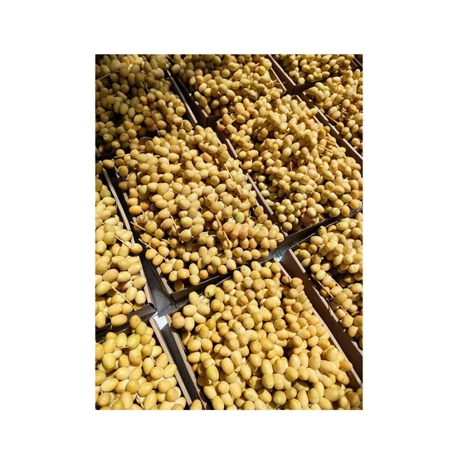 Egyptian Supplier Selling Good Quality Wholesale Sweet and Delicious Taste Natural Fresh Fruit Barhi Dates / Berhi Dates