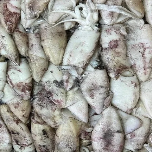 FRESH FROZEN LOLIGO SQUID WHOLE ROUND GOOD QUALITY YEMEN ORIGIN