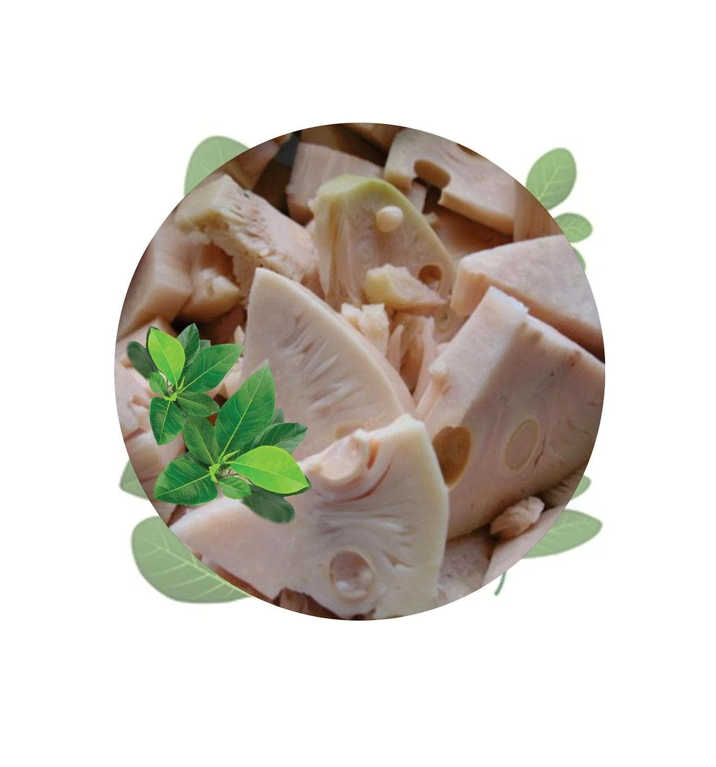 Vietnam Tropical fruit 2022 Fresh Jackfruit Fresh Green Jackfruit Nature tasste Processed Jackfruit Premium Grade