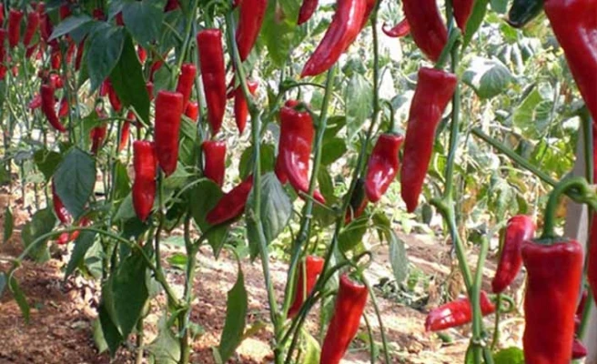 Standard Quality Pure Natural Hot Chili Pepper and Organic Chili Powder from Turkey