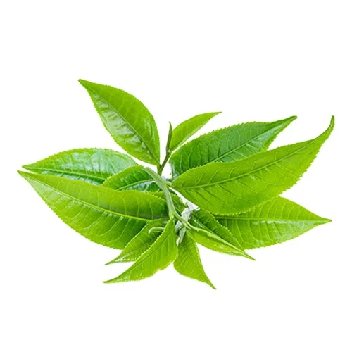 Best Quality 100% Pure Tea Tree Essential Oil Globally selling Top supplier wholesale manufacturer Bulk