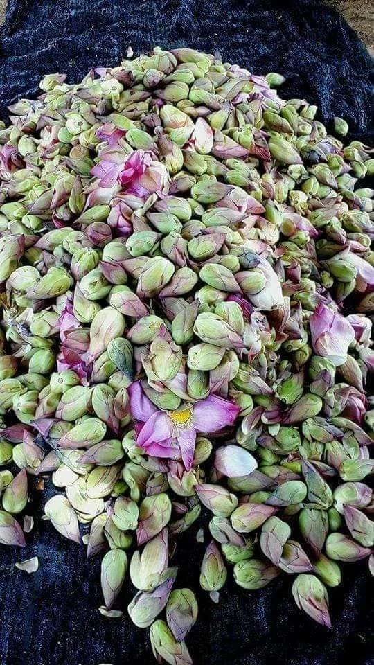 LIAN XU CHINESE NATURAL STAMEN NELUMBINIS / Dried Lotus Stamen Tea / Dried Sacred Lotus Nelumbo Nucifera Stamen