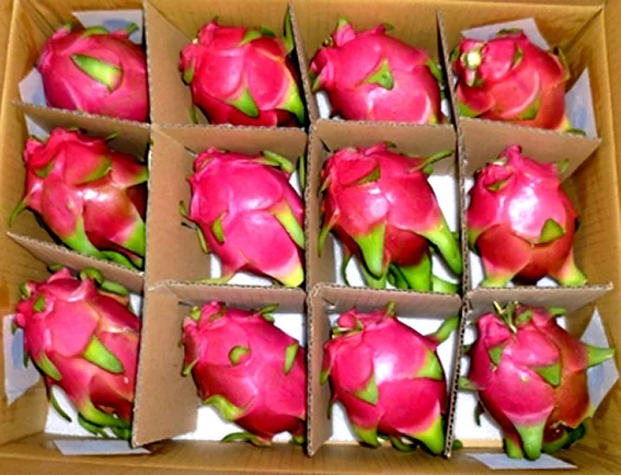 Ready to ship dragon fruit fruits fresh fruit Pitaya Anna