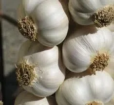 Hiigh Quality Healthy Fresh Garlic 100% Organic at Low Wholesale Price