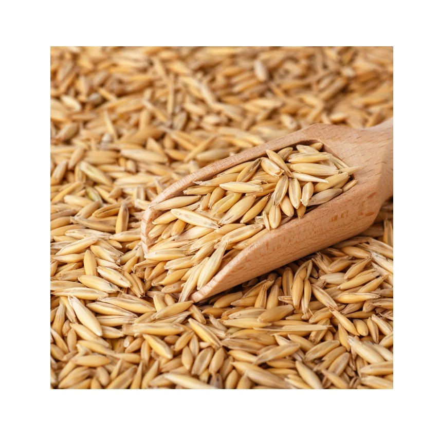 Top Quality Cereal Grains Oat Grains  At Cheap Price