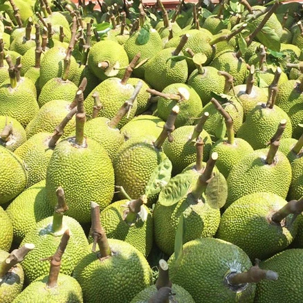 Wholesale Jackfruit Manufacturer in Vietnam- Jack fruit with Best Price