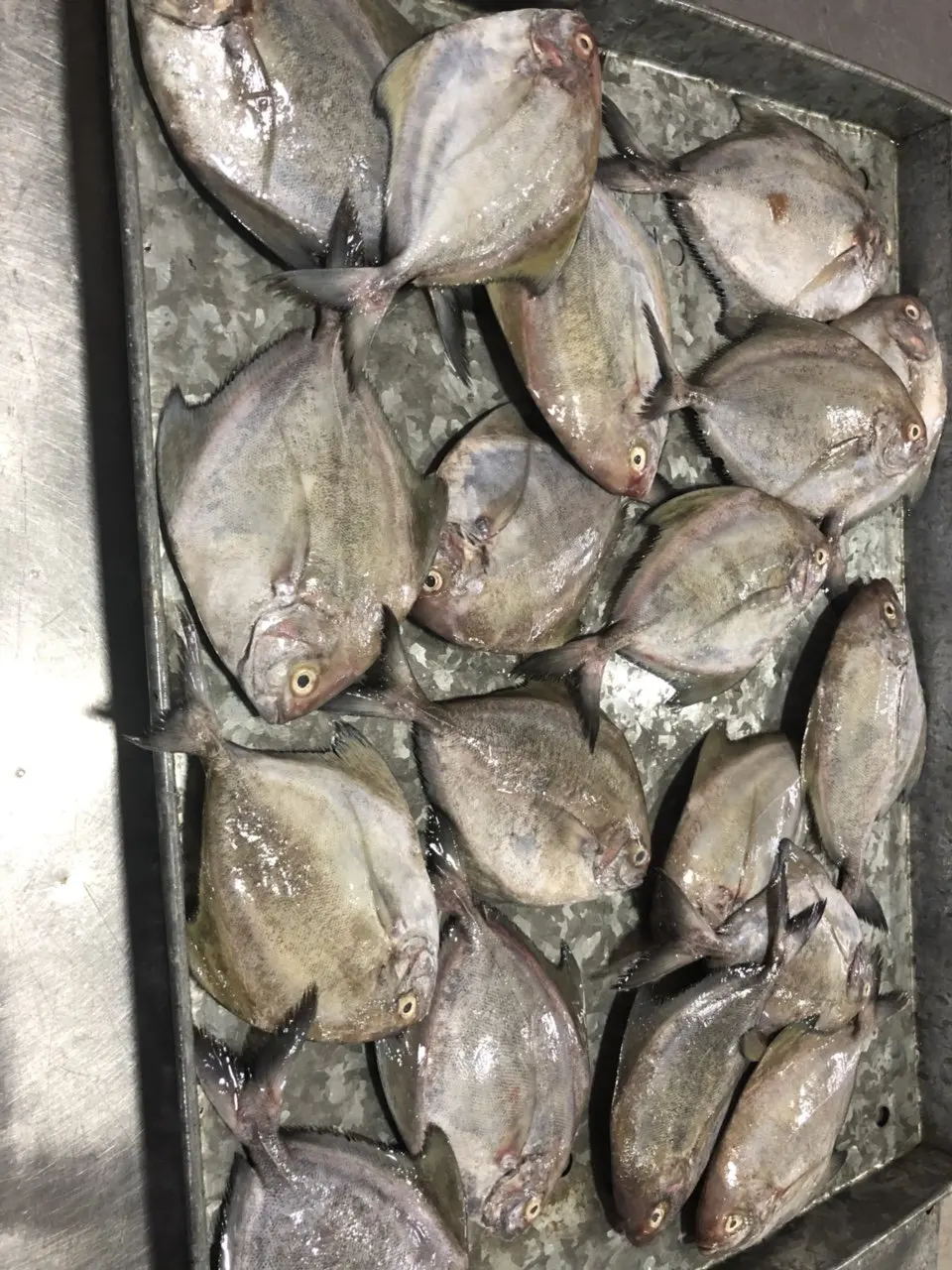 Competitive Price Black Pomfret - Seafood Exporter From Vietnam