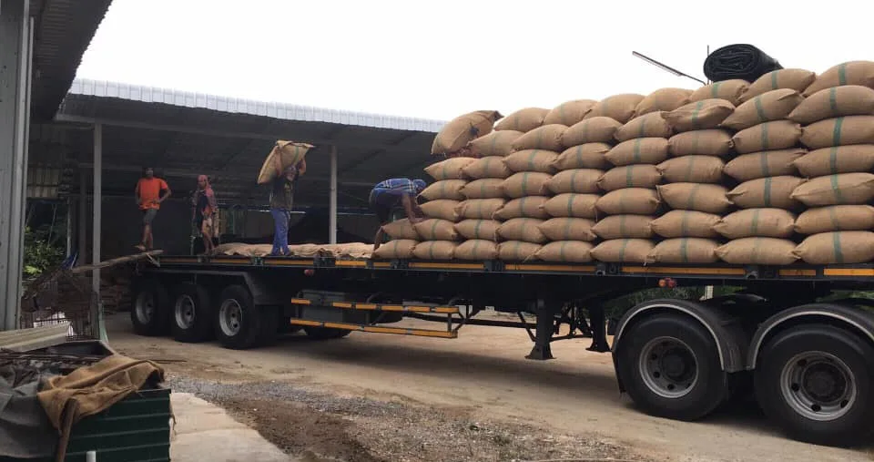 Высушенные орехи betel supari индонезийские экспорт из Афганистана