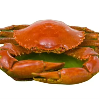 Premium top standard quality frozen Mud  Crabs / Mud crab / Blue crab | Frozen Mud Crab in a Wholesale worldwide