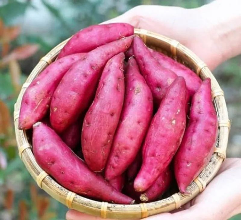 Hot deal purple sweet potato with compettitve price large quantities origin Viet Nam