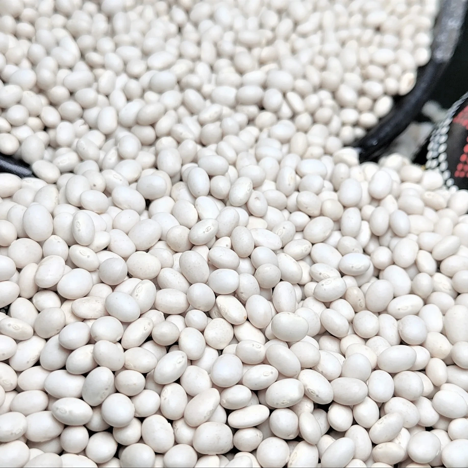 Top Grade Ethiopian White Pea Beans, 2024 Harvest, 420-450PCS, Machine Cleaned & Polished Wholesale Bulk Dried
