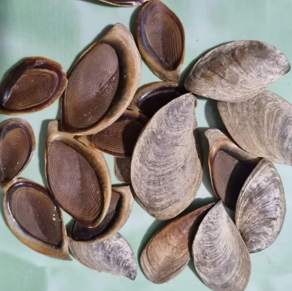 Cheap Natural Clean Up Material Seashell Filtration Oyster Shell