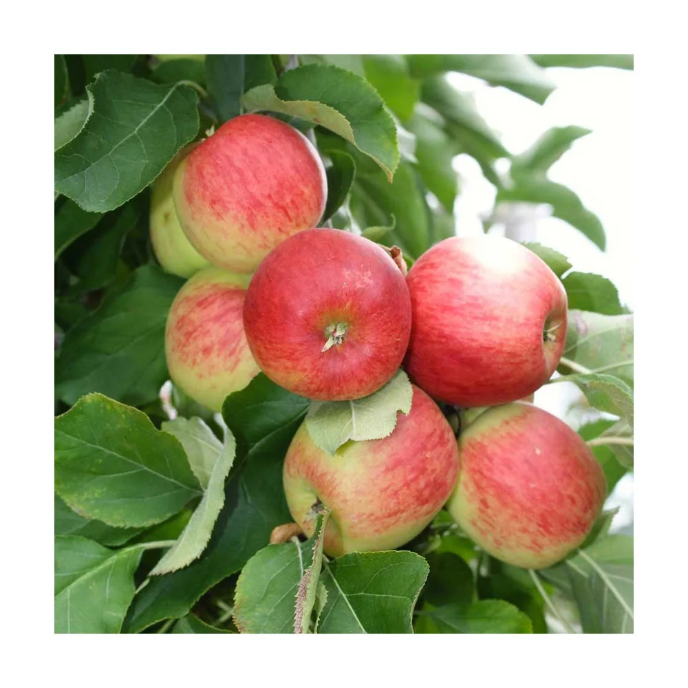 Discounts Selling Fresh Green Granny Smith Apples /Fresh Red Fuji Apples /Royal Gala/Red Delicious