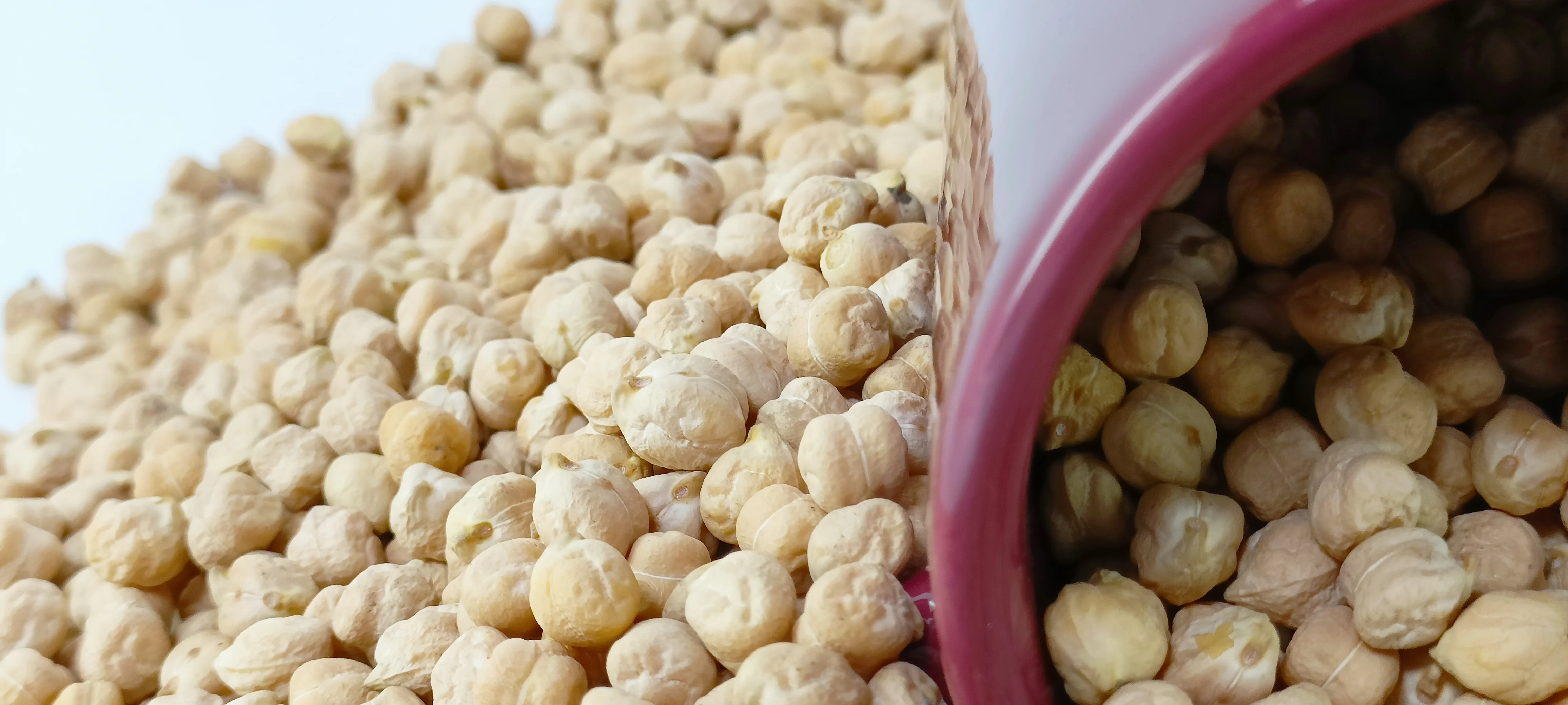 Kabuli Chickpea DP-66