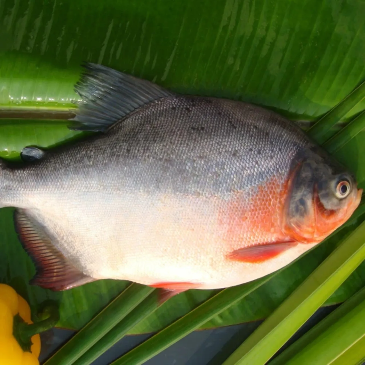 Best Red Pomfret / Pacu Fish Whole Round Seafood Origin Viet Nam