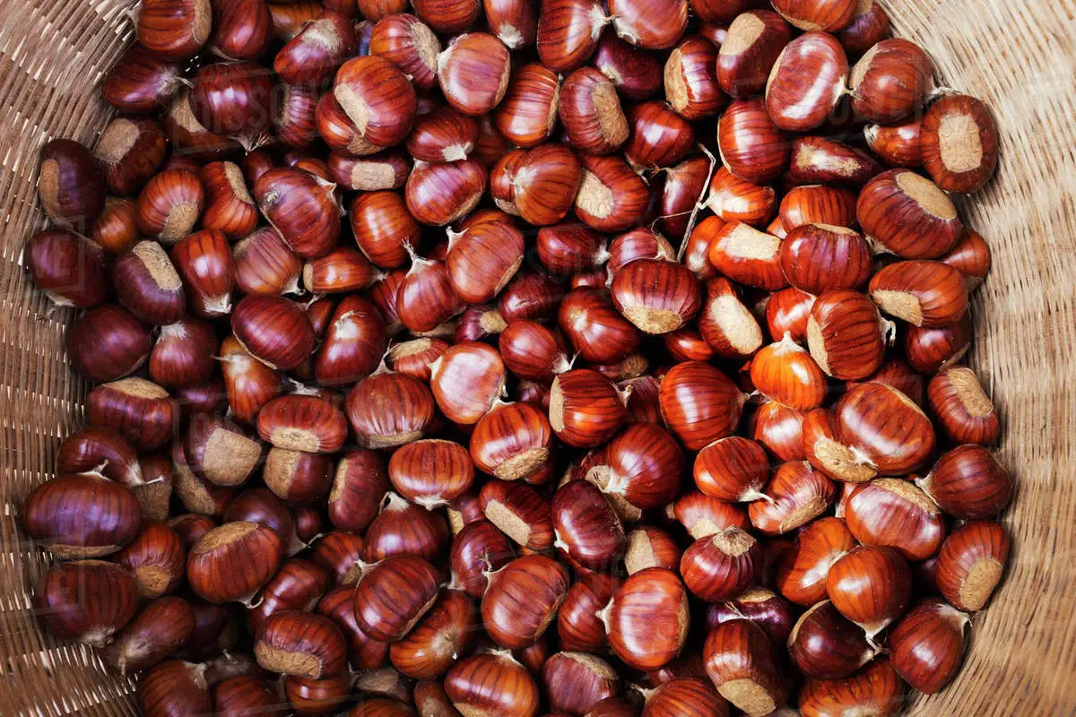 Fresh Chestnut for Roasted chestnuts