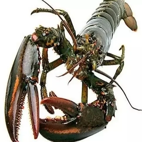 Factory Direct Supply Delicious Frozen Crawfish Marinated Lobster