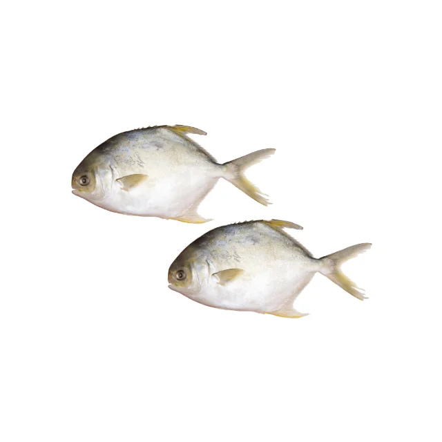 Frozen Pomfret Fish from Indonesia at Good Prices