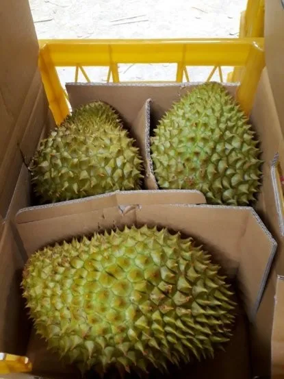 The King of Fruits Tropical Fruit Frozen Durian Ri6 And Monthong with competitive Price Akina