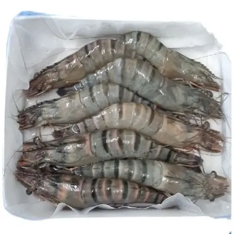 Wild Caught Quality Black Tiger Shrimp with High Quality and Competitive Price For Sale in Boston