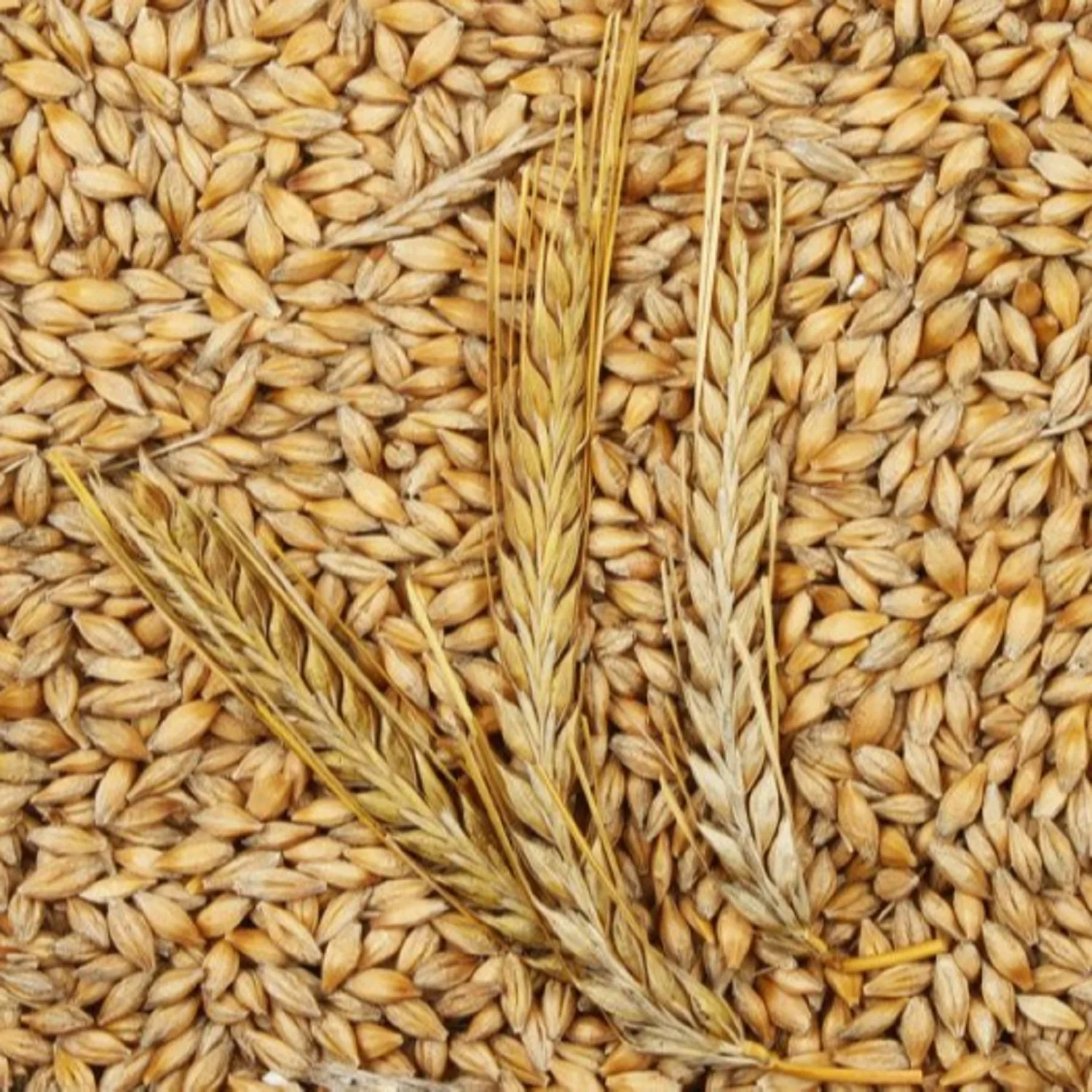 100% Organic Barley for Malt/ Barley Feed/ Malted Barley Animal Feed Barley Cheap Price