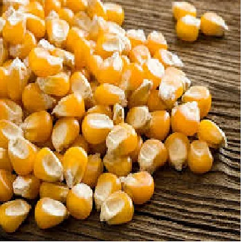 Top quality Yellow corn for animal feed available for export