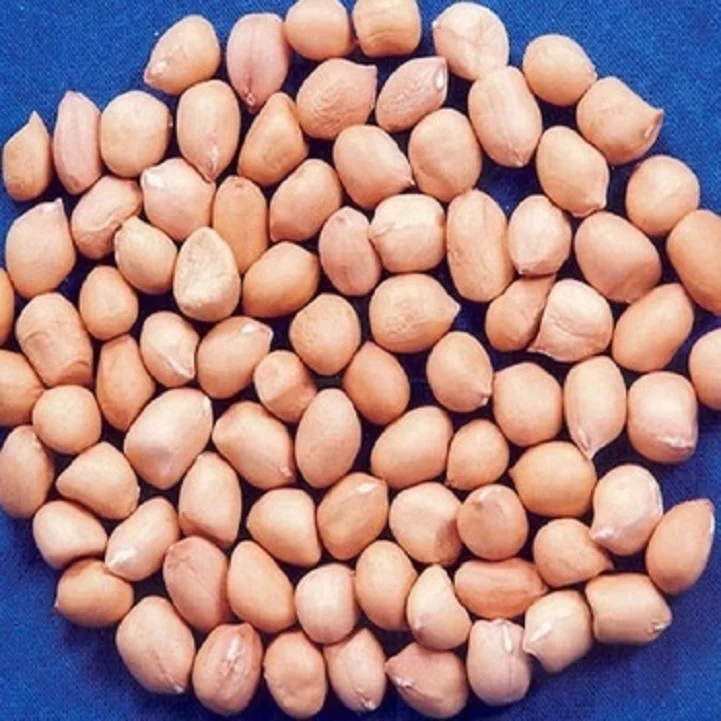 Premium Quality Java Peanut 80 90 Count Bulk Exporter Supreme  High Protein Raw Peanut Kernels Peanut  at Low Price from India