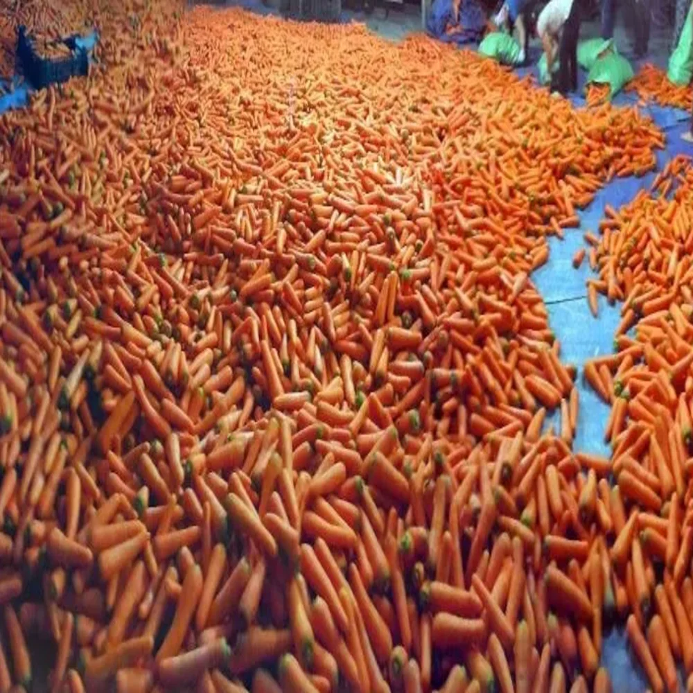 2 Months Shelf Life Umbelliferous Vegetables Natural Carton PP Packing Cooking Fresh Carrot From Vietnam