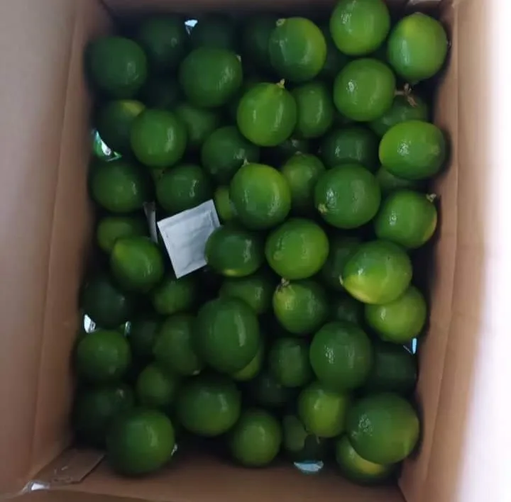 Lemon does not seeds lime without seed from Viet Nam, 100% tax free