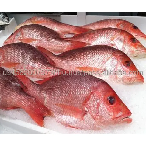 snapper-fish (1).jpg