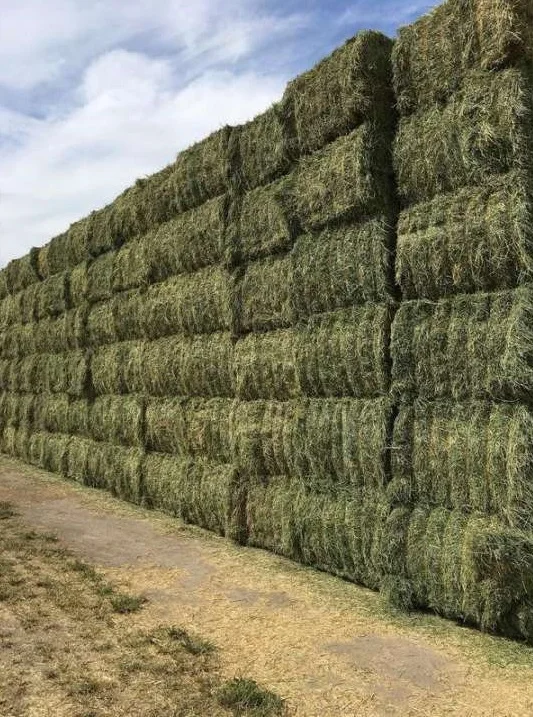 Alfafa Hay Animal Feeding Stuff Alfalfa