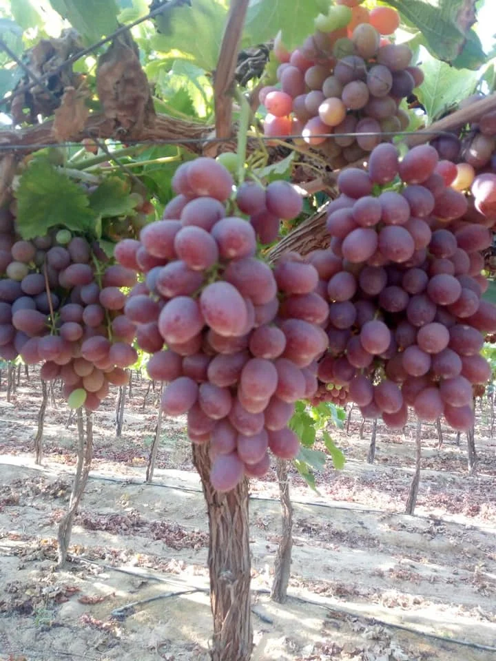 High quality fresh red grapes from Egypt