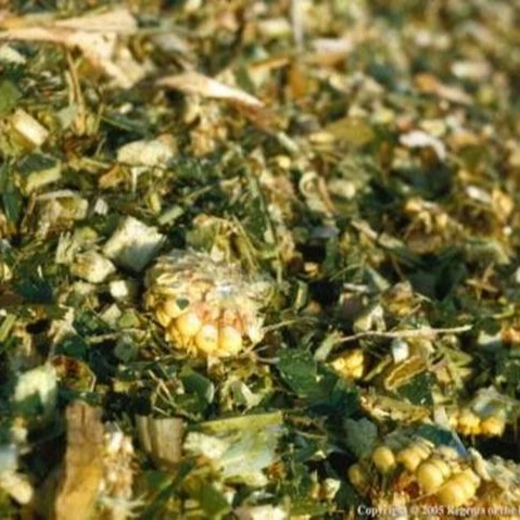 VIETNAM CORN SILAGE/MAIZE SILAGE WITH MOLASSES - HIGH QUALITY AND COMPETITIVE PRICE / Whatsapp +84902679738 Ms Jolie