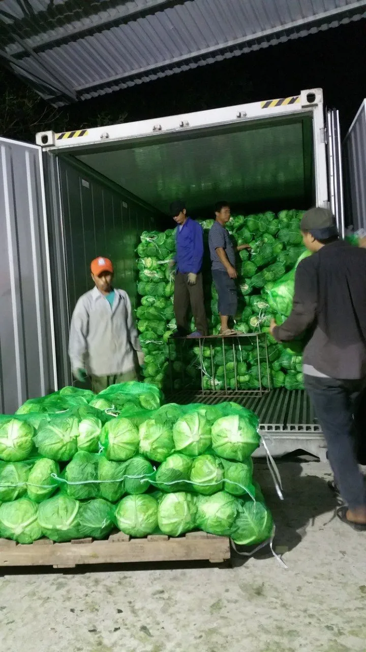 2022 New Crop Fresh Cabbage With Low Price And High Quality from Vietnam