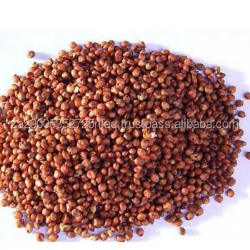 Sorghum Seed.png