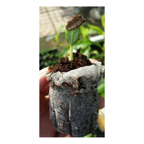 Competitive Price With Viet Nam Coco Peat Planting Soil For Seeding Coir Peat Pellet With High Quality