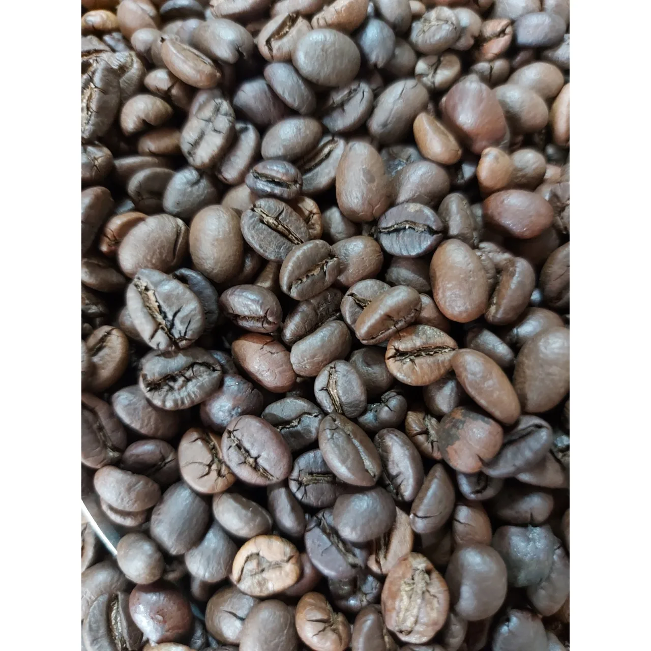 High Quality Robusta S18 Roasted Carpentry Coffee Beans Medium Roasted Robusta  Medium Roasted