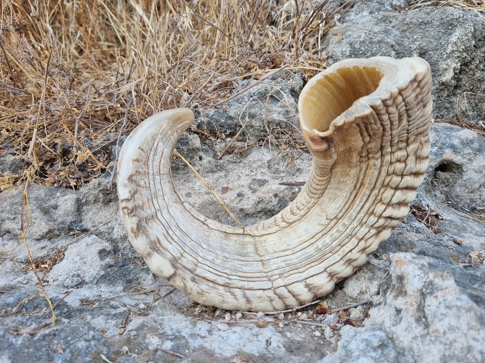 Natural Ram & Lamb Horn Dog Chew & Treats Good for Dog Chew at Very Cheap Price by OCEAN EXPORT