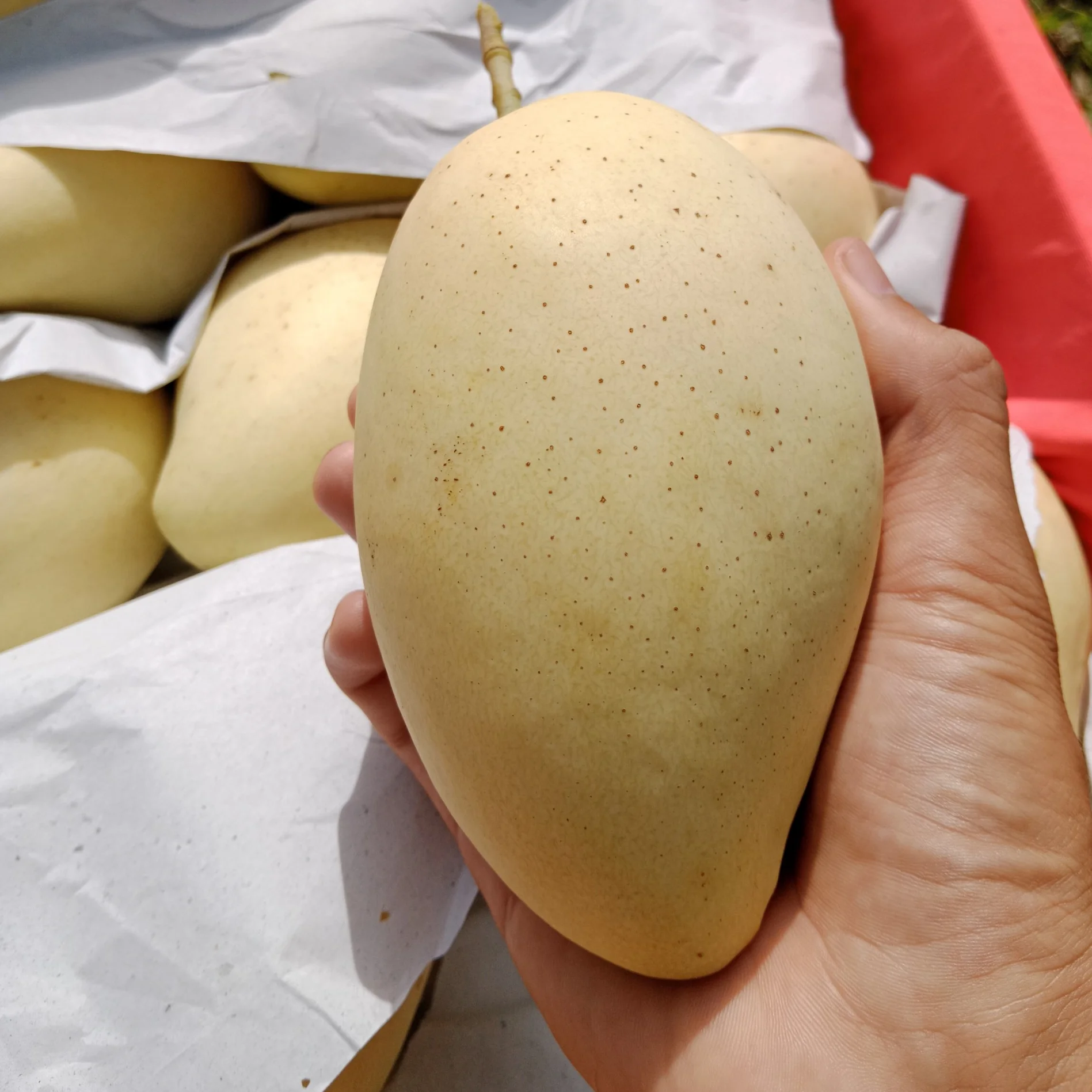 Vietnamese Cat Chu Mango Good For Healthy Fresh Export Purchase Carton Packaging Vietnam Trading