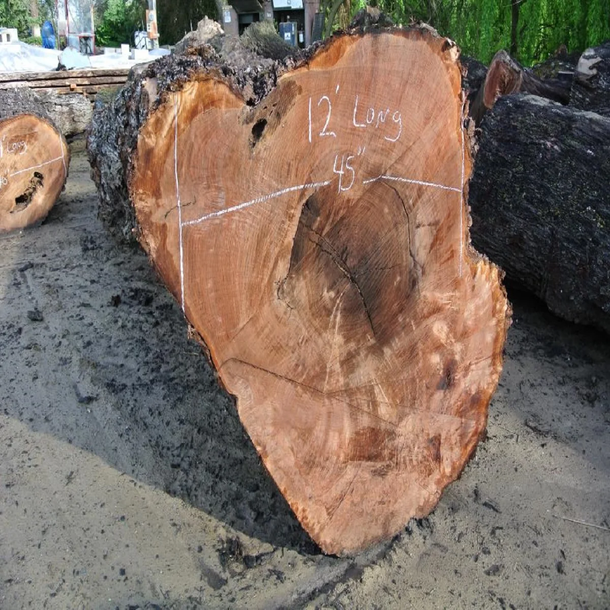 Buy Canada High Quality Walnut Wood Log