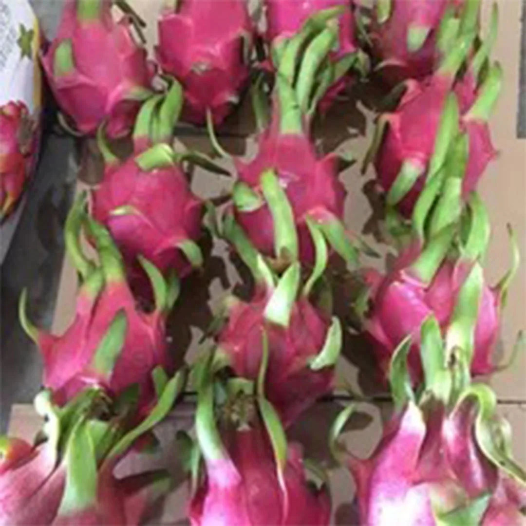 BEST SELLING 2023 NATURAL HIGH QUALITY RED DRAGON FRUIT VIET NAM FOR SUPER MARKET