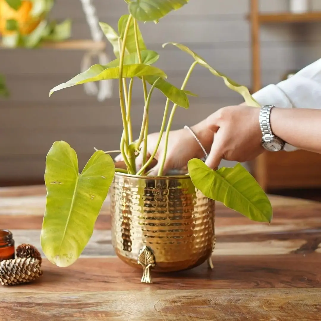 Premium Quality Custom Outdoor Decorative Metal Planters Chic Contemporary Flower Pot for Home Garden from India