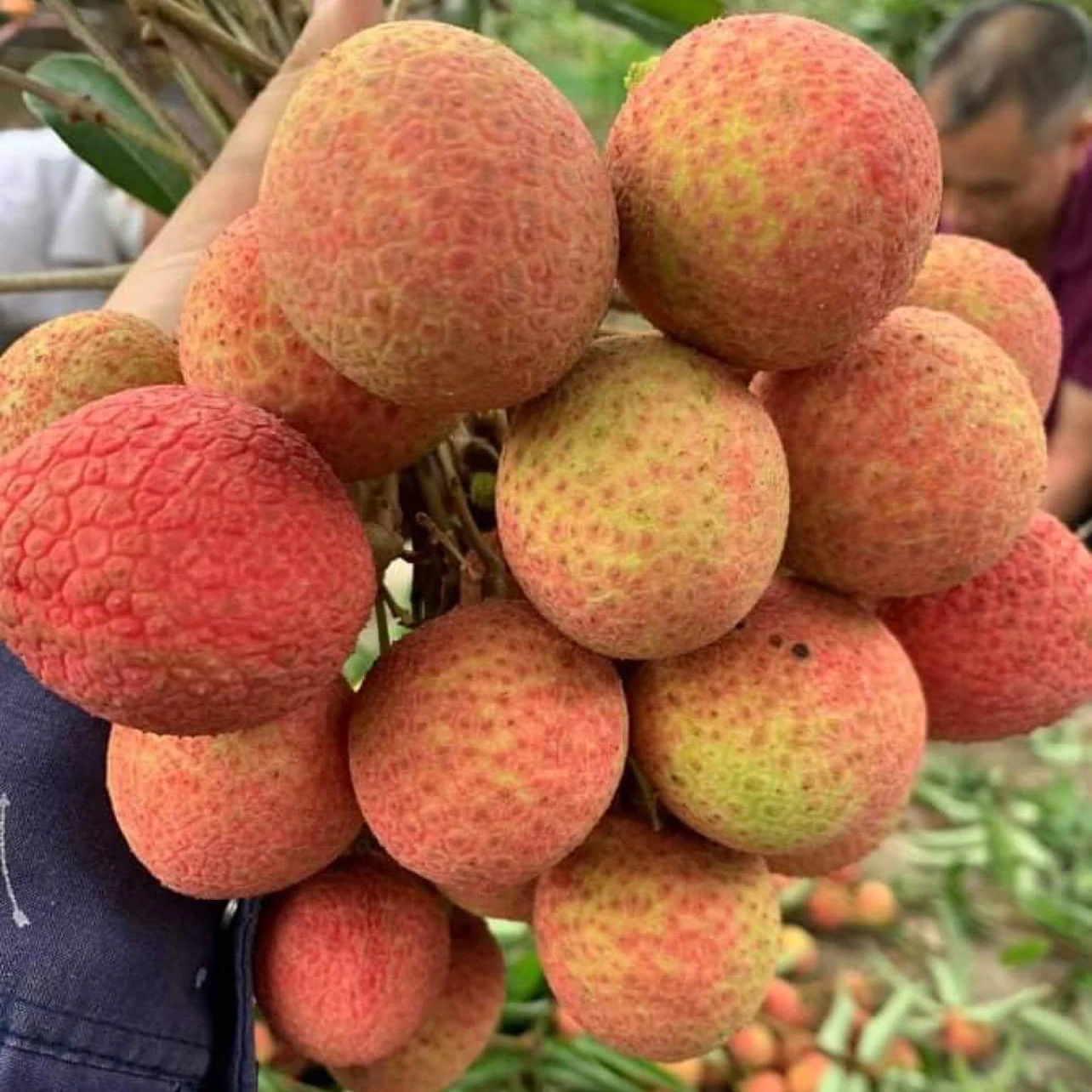 New season Vietnamese fresh lychee Fruit High quality for export Fresh lychee Premium grade from Vietnam