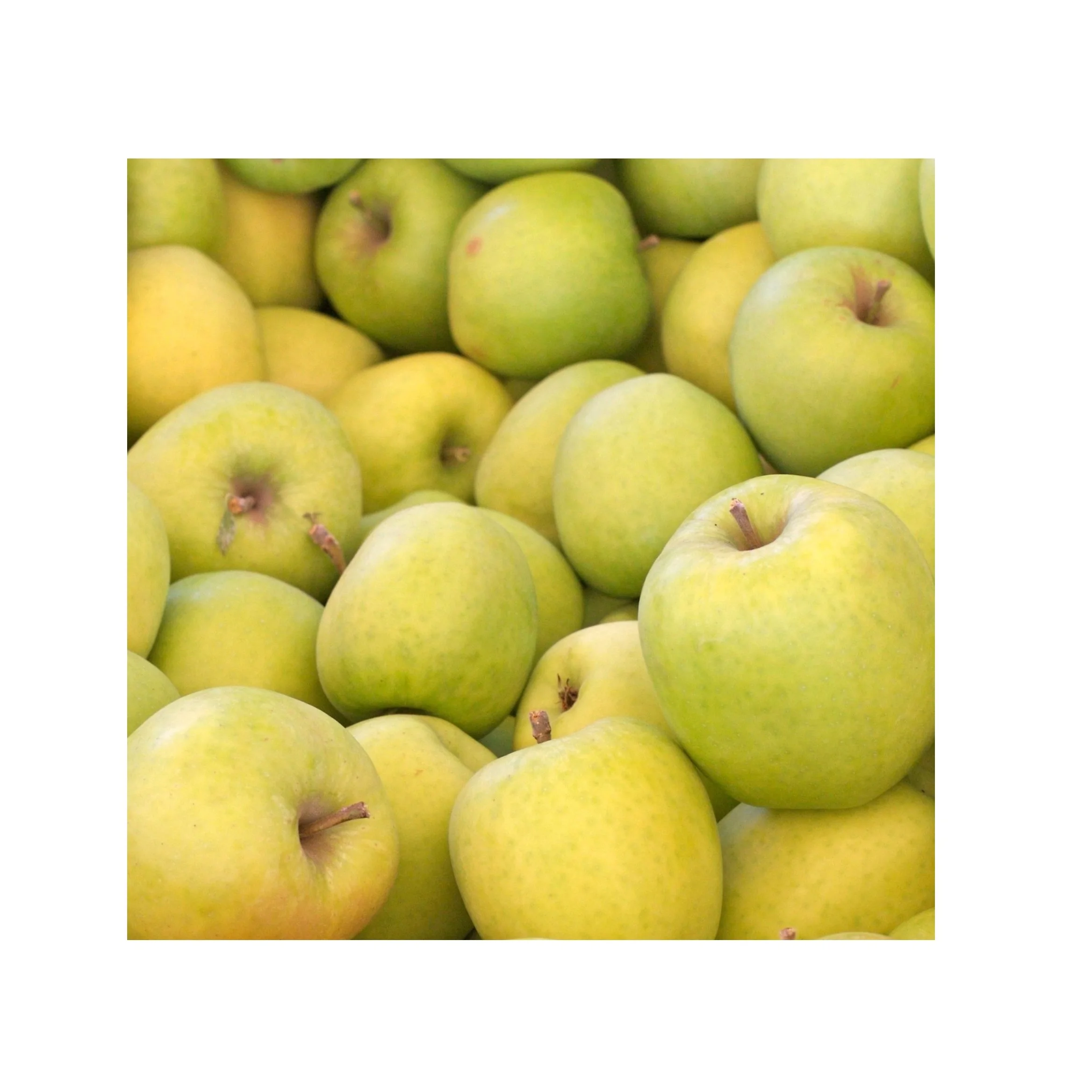 Cheap Price Fresh Stock Fresh Yellow Green Apples | Fresh Mutsu Apples For Sale In Bulk With Fast Delivery