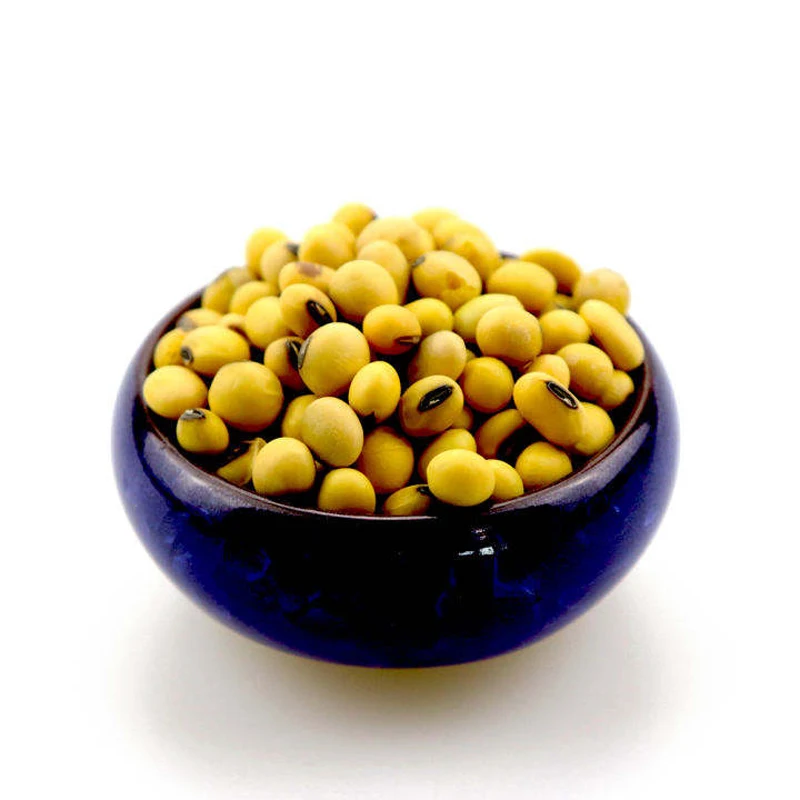 Non Gmo Soybeans / Soya Beans Soy bean Seeds and Soya bean Seeds
