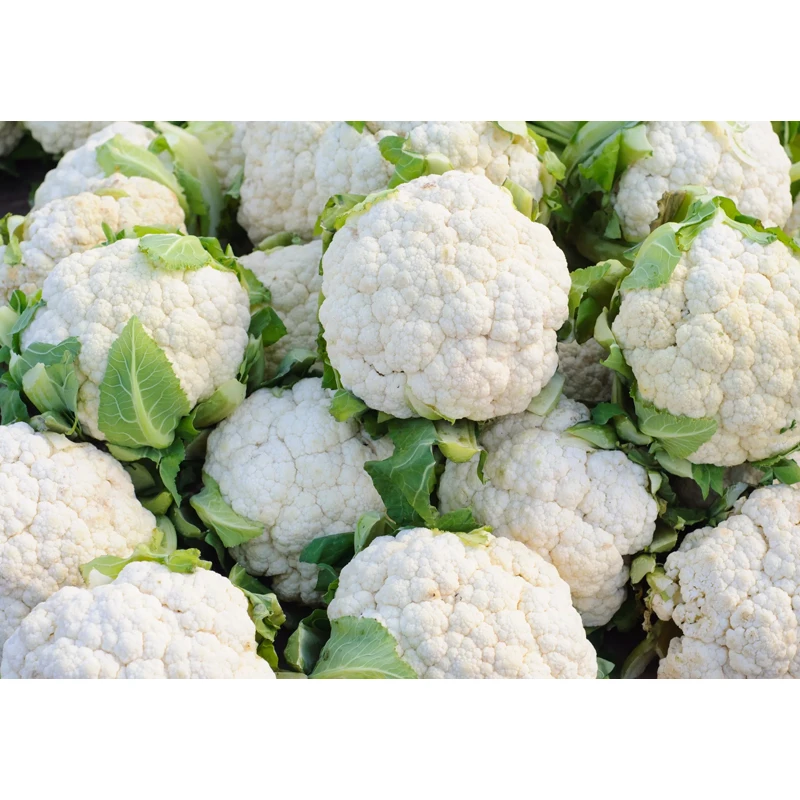 Fresh White Cauliflower for Sale