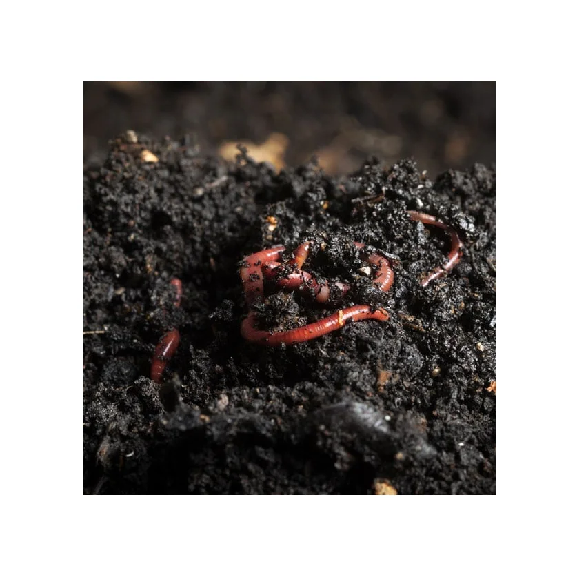 Buy Organically Made Bio Vermicompost with Customized Size Packing For Agriculture Uses By Indian Exporters