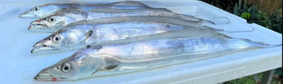 Frozen Ribbon Fish Export Quality Nutritious Organic Seafood Supplier Whole Round Healthy Full of Protein Fish